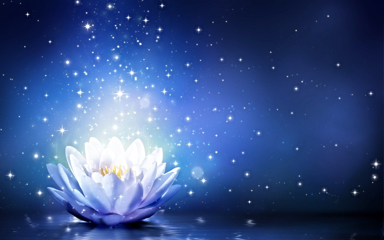White lotus flower for New Year meditation